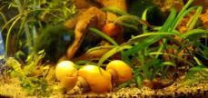 Apfelschnecken Grne und Gelbe und Gold-gelbe